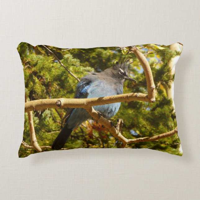 Steller's Jay at Rocky Mountain National Park Accent Pillow (Front)