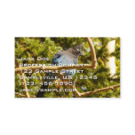 Steller's Jay at Rocky Mountain National Park Business Card