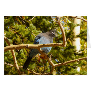 Steller's Jay at Rocky Mountain National Park Cards