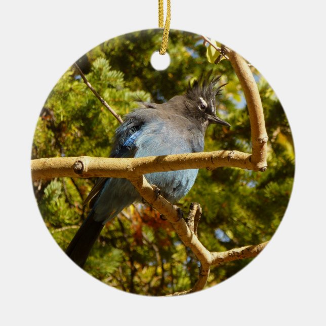 Steller's Jay at Rocky Mountain National Park Ceramic Ornament (Front)