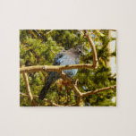 Steller's Jay at Rocky Mountain National Park Jigsaw Puzzle