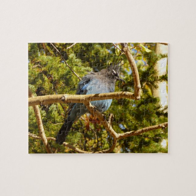 Steller's Jay at Rocky Mountain National Park Jigsaw Puzzle (Horizontal)