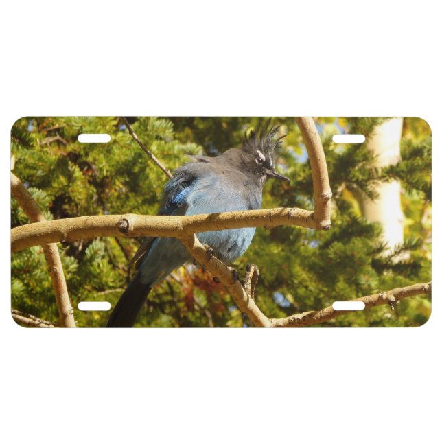 Steller's Jay at Rocky Mountain National Park License Plate (Front)