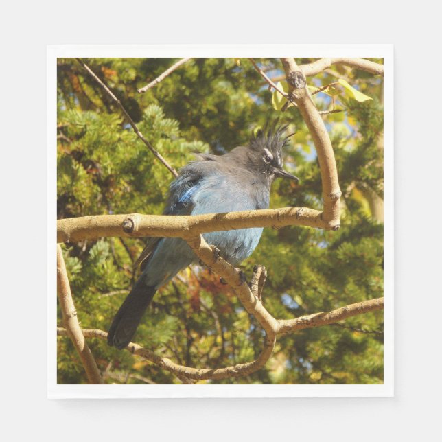 Steller's Jay at Rocky Mountain National Park Napkins (Front)