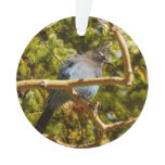 Steller's Jay at Rocky Mountain National Park Ornament