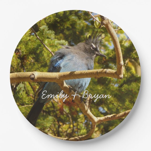 Steller's Jay at Rocky Mountain National Park Paper Plates (Front)