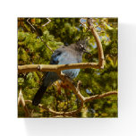 Steller's Jay at Rocky Mountain National Park Paperweight