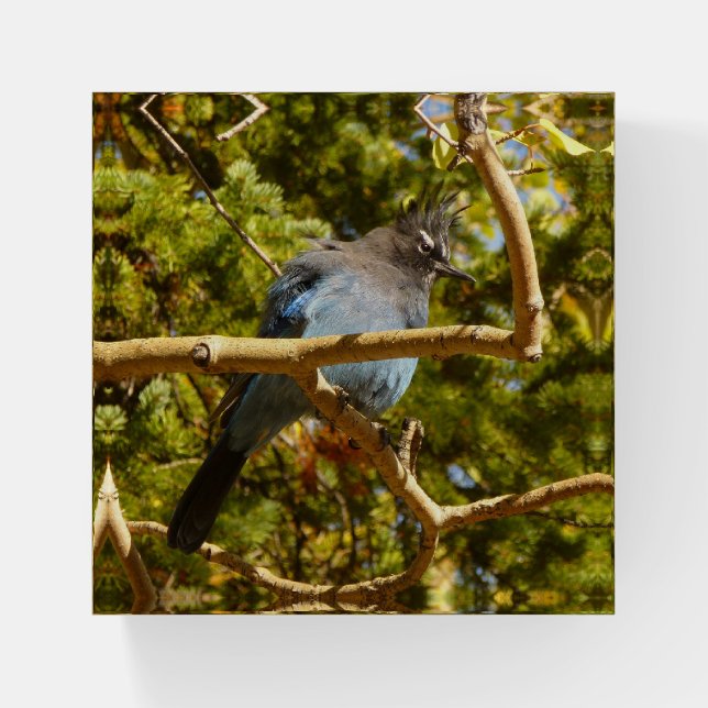 Steller's Jay at Rocky Mountain National Park Paperweight (Front)