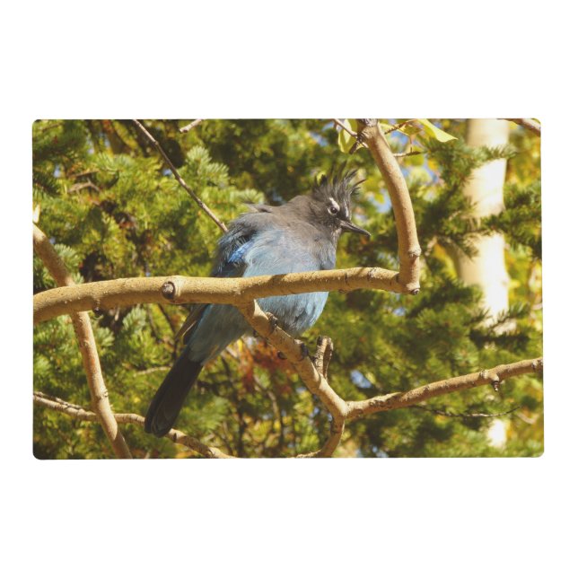 Steller's Jay at Rocky Mountain National Park Placemat (Front)
