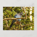 Steller's Jay at Rocky Mountain National Park Postcard