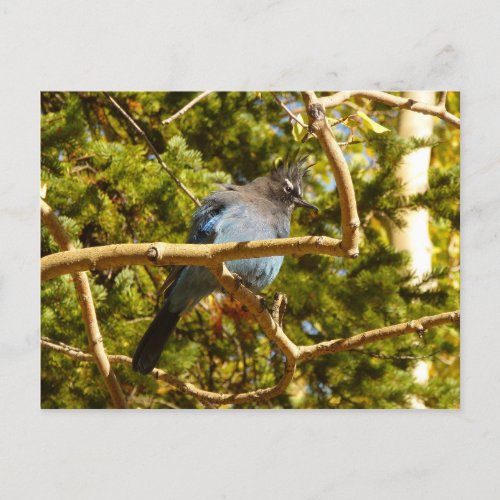 Stellers Jay at Rocky Mountain National Park Postcard