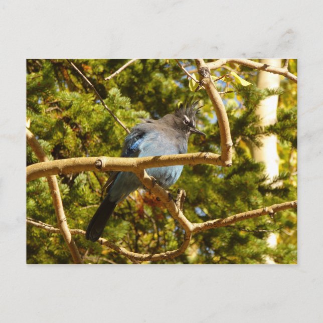 Steller's Jay at Rocky Mountain National Park Postcard (Front)