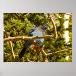 Steller's Jay at Rocky Mountain National Park Poster
