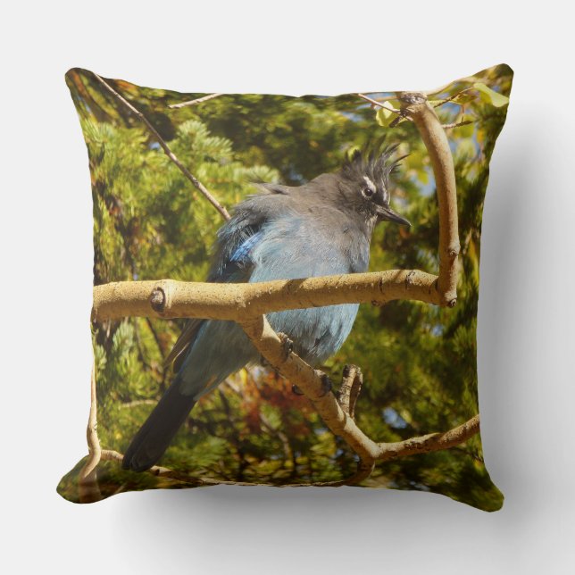 Steller's Jay at Rocky Mountain National Park Throw Pillow (Front)