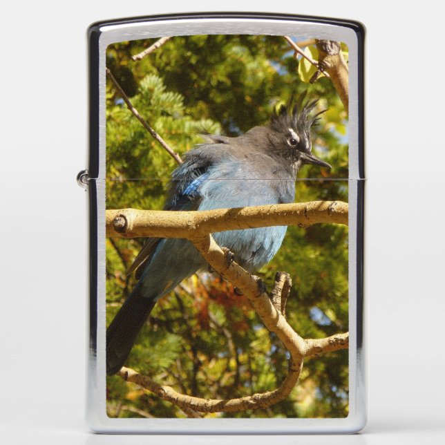 Steller's Jay at Rocky Mountain National Park Zippo Lighter (Front)
