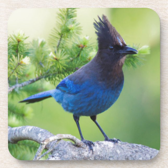 Steller's Jay Beverage Coaster (Front)