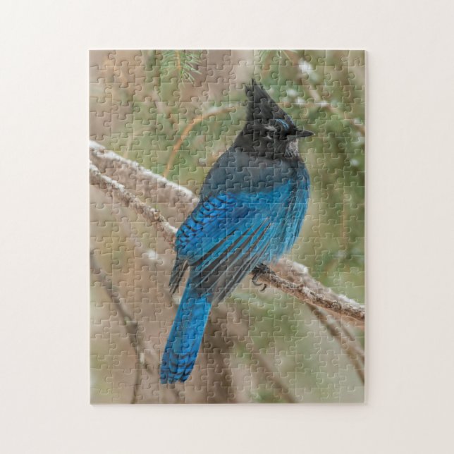 Steller's jay bird in tree jigsaw puzzle (Vertical)
