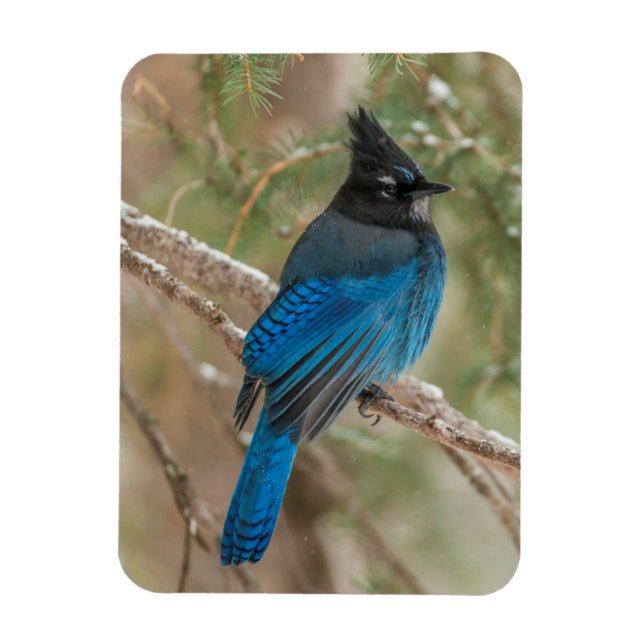 Steller's jay bird in tree magnet (Vertical)