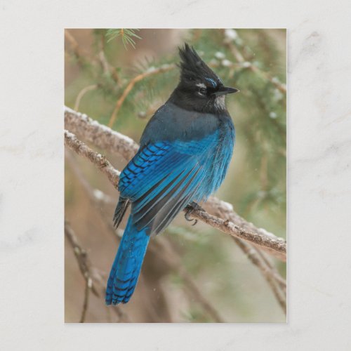 Stellers jay bird in tree postcard