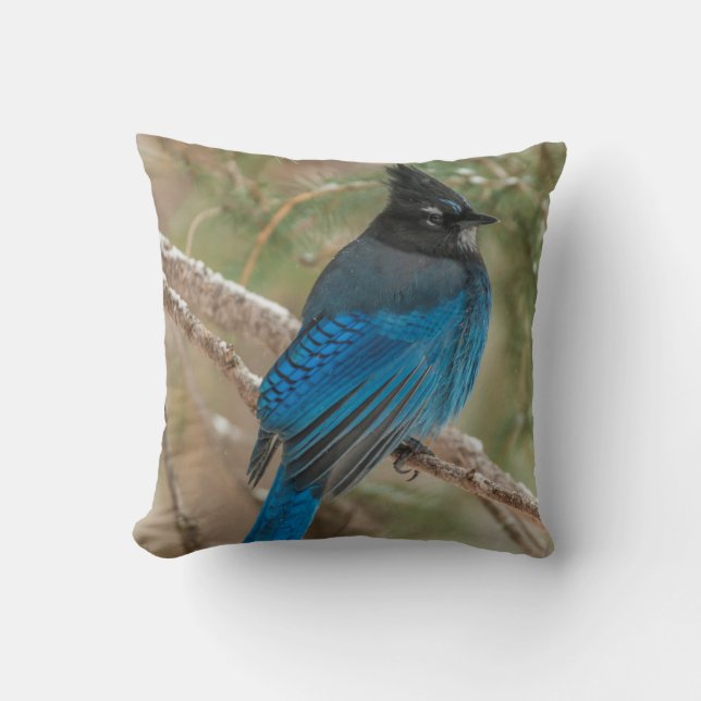 Steller's jay bird in tree throw pillow (Front)