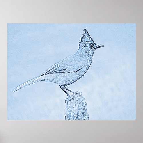 Stellers Jay Bird Poster