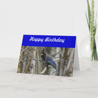 Steller's Jay Birthday Card