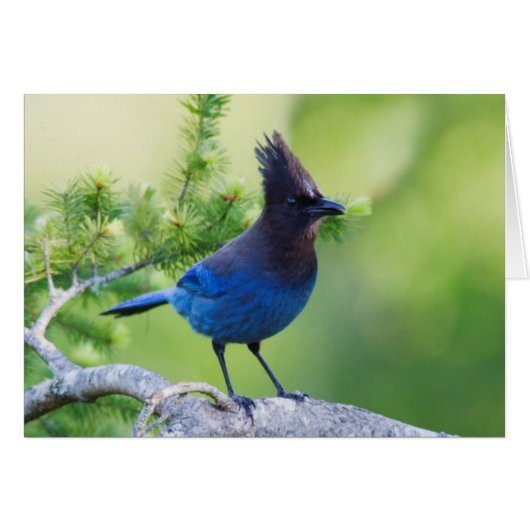 Steller's Jay Cards (Front Horizontal)