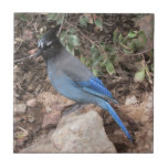 Steller's Jay Ceramic Tile<br><div class="desc">A Photo of a Steller's Jay perched on a rock.</div>