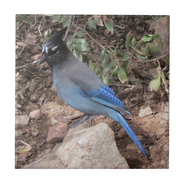 Steller's Jay Ceramic Tile (Front)