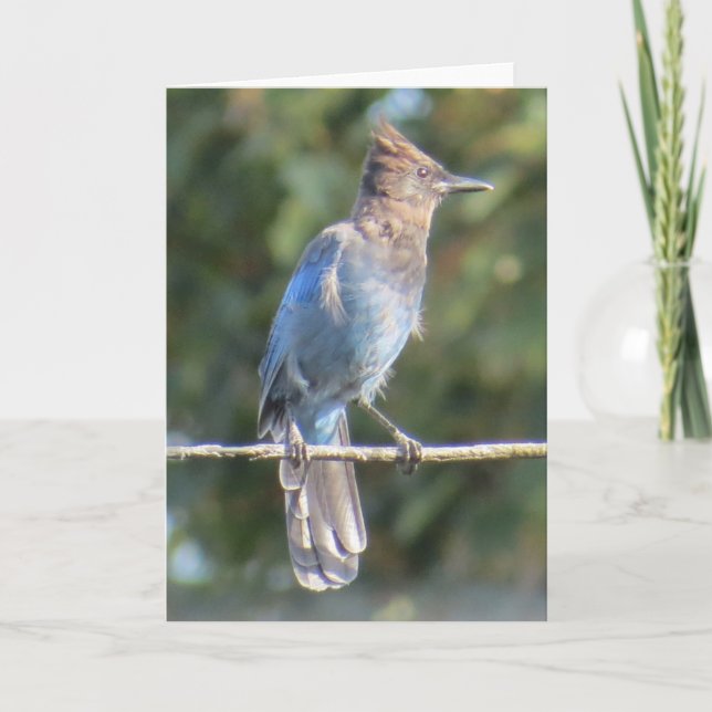 Steller's Jay Greeting Card (Front)