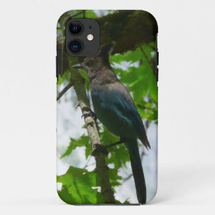 Steller's Jay in Yosemite National Park iPhone 11 Case