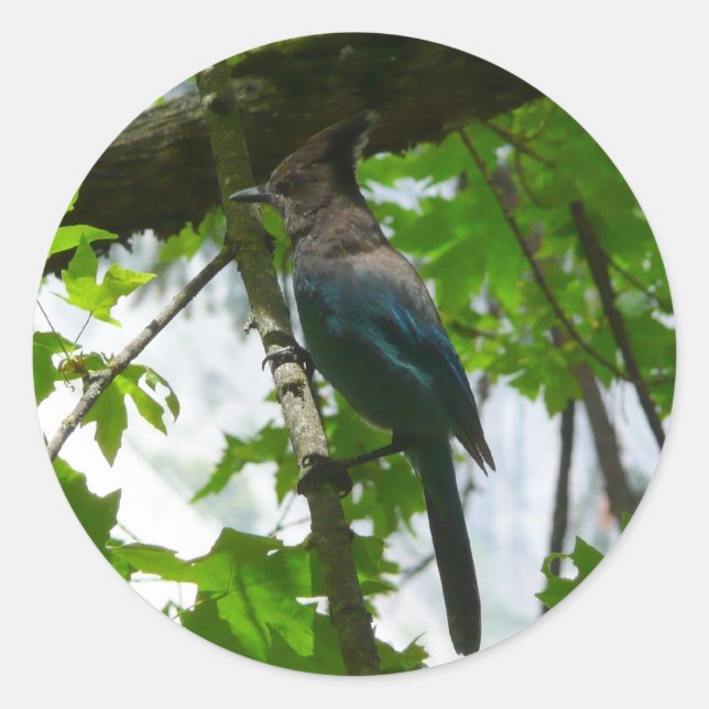 Steller's Jay in Yosemite National Park Classic Round Sticker (Front)