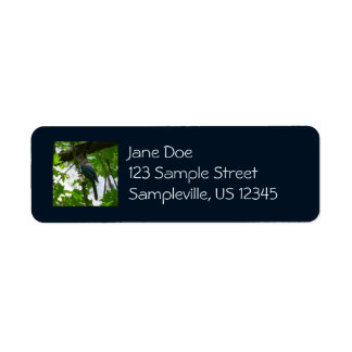 Steller's Jay in Yosemite National Park Label