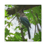 Steller's Jay in Yosemite National Park Magnet