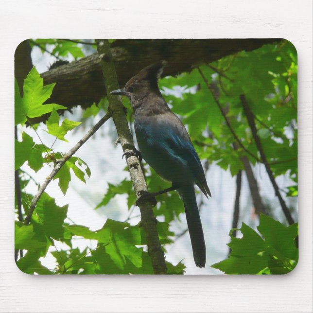 Steller's Jay in Yosemite National Park Mouse Pad (Front)