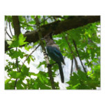 Steller's Jay in Yosemite National Park Photo Print