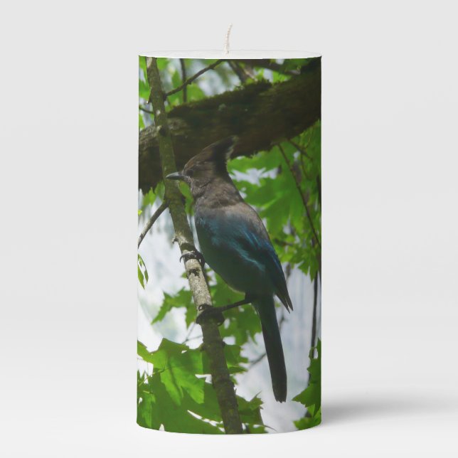 Steller's Jay in Yosemite National Park Pillar Candle (Front)