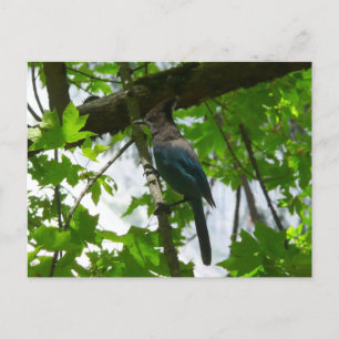 Steller's Jay in Yosemite National Park Postcard