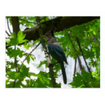 Steller's Jay in Yosemite National Park Postcard