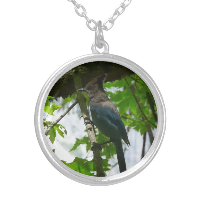 Steller's Jay in Yosemite National Park Silver Plated Necklace (Front)