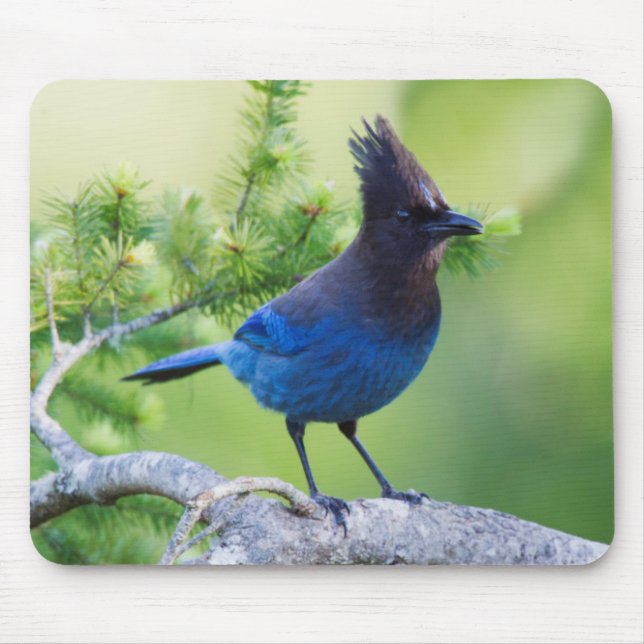 Steller's Jay Mouse Pad (Front)