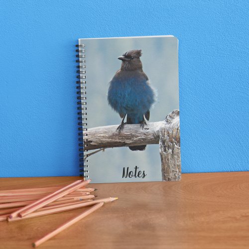 Stellers Jay Nature Photo Notebook