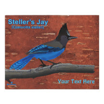 Steller's Jay On Inner Birch Bark Faux Canvas Prin