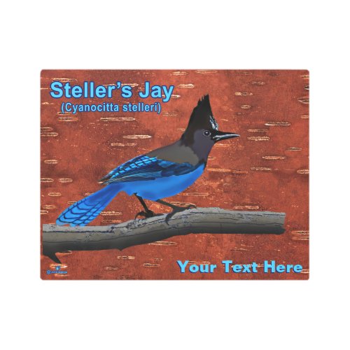 Stellers Jay On Inner Birch Bark Metal Print