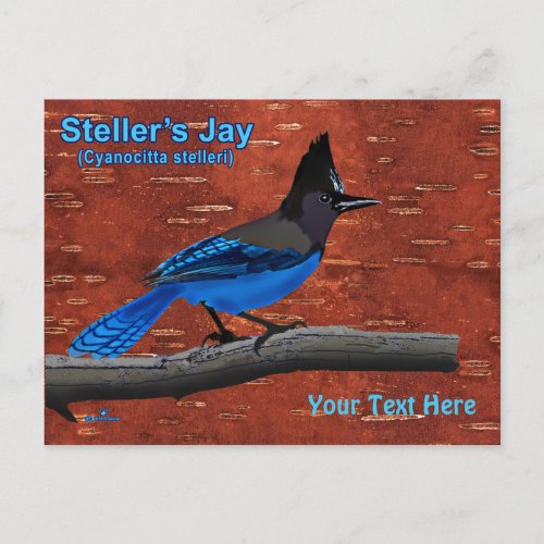 Stellers Jay On Inner Birch Bark Postcard