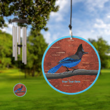 Steller's Jay On Inner Birch Bark