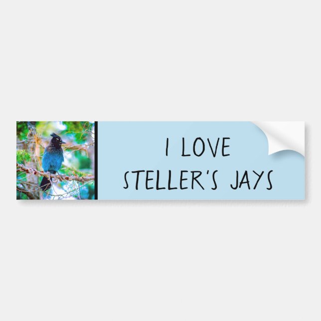 Steller's Jay - Original Photograph Bumper Sticker (Front)