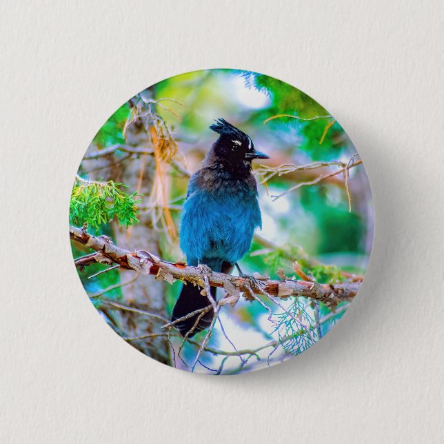 Steller's Jay - Original Photograph Button (Front)