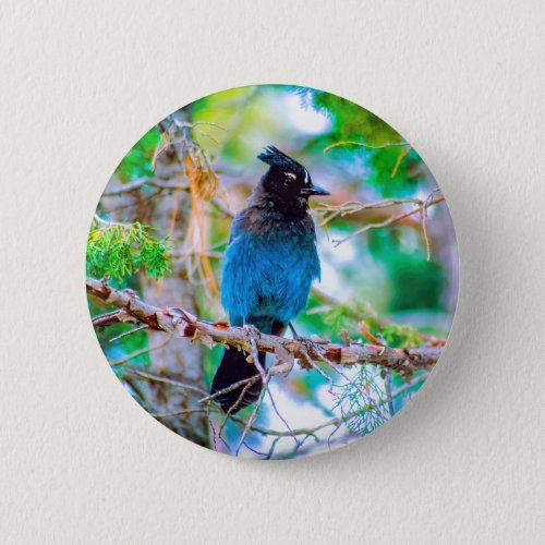 Stellers Jay _ Original Photograph Button