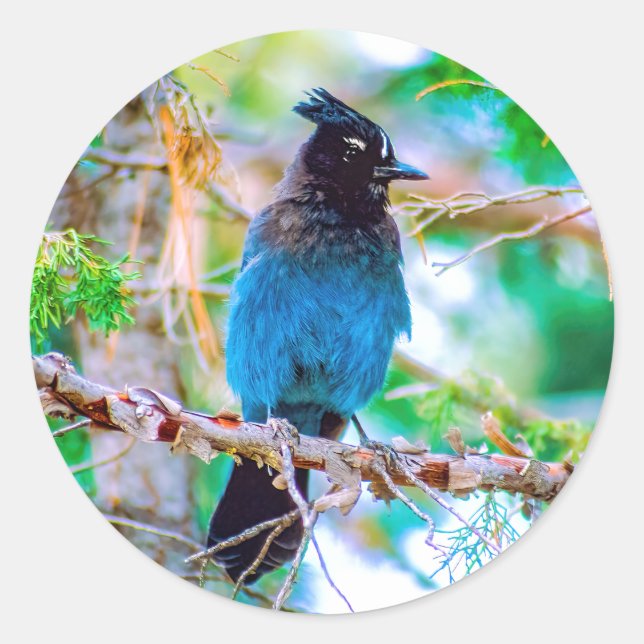 Steller's Jay - Original Photograph Classic Round Sticker (Front)